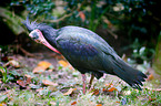 hermit ibis