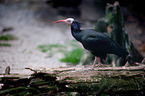 hermit ibis