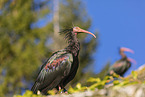 hermit ibises