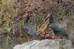 Hermit ibis