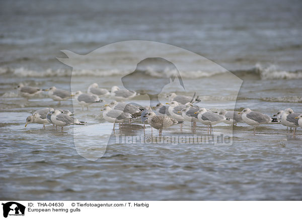 European herring gulls / THA-04630