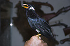 Southern Grackle