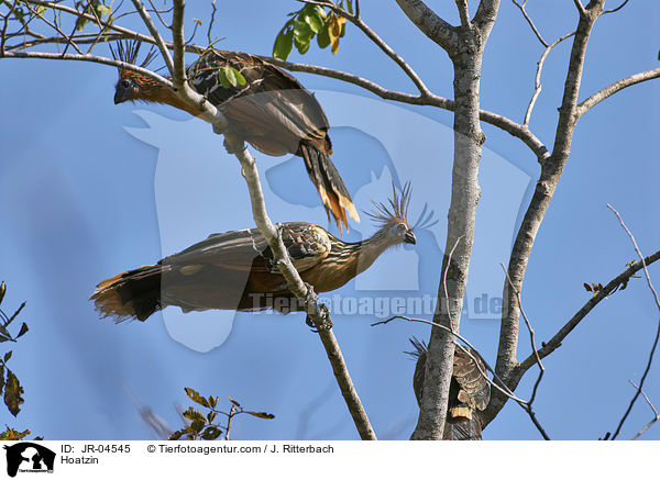 Schopfhuhn / Hoatzin / JR-04545