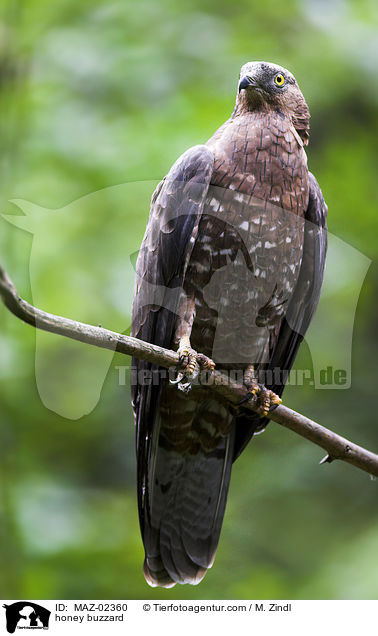 Wespenbussard / honey buzzard / MAZ-02360