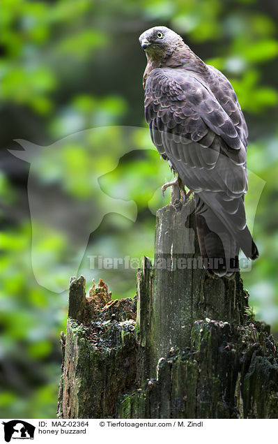 Wespenbussard / honey buzzard / MAZ-02364