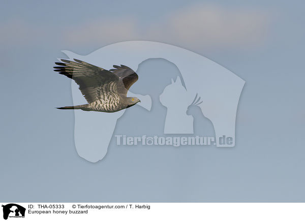 Wespenbussard / European honey buzzard / THA-05333
