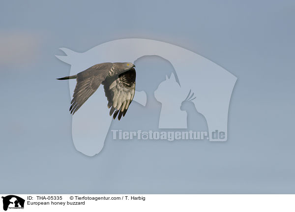 European honey buzzard / THA-05335