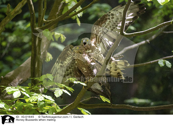 Honey Buzzards when mating / IG-01645