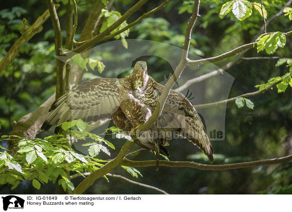 Honey Buzzards when mating / IG-01649