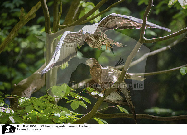 Wespenbussarde / Honey Buzzards / IG-01650