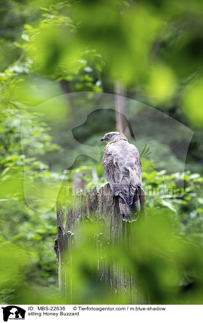 sitzender Wespenbussard / sitting Honey Buzzard / MBS-22636