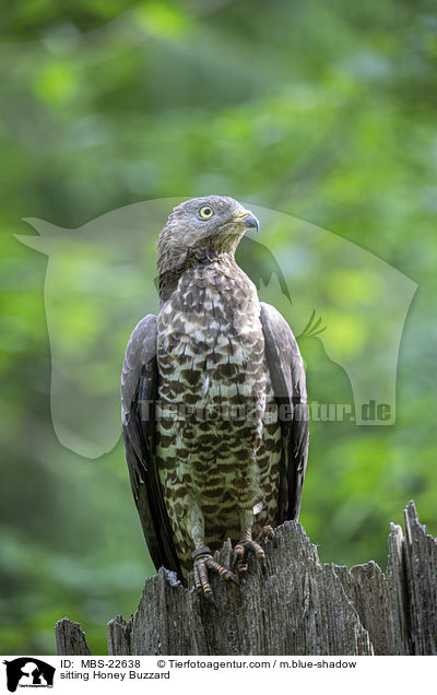 sitting Honey Buzzard / MBS-22638