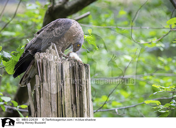 sitting Honey Buzzard / MBS-22639