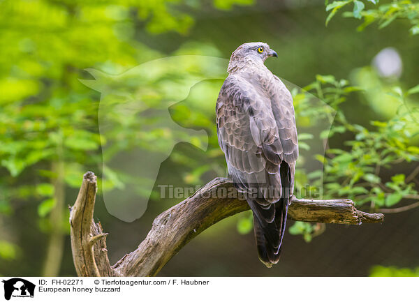 Wespenbussard / European honey buzzard / FH-02271