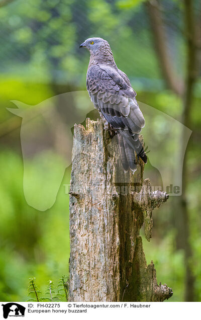 Wespenbussard / European honey buzzard / FH-02275