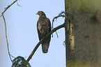 honey buzzard