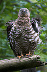 honey buzzard