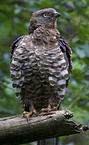 honey buzzard