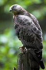 honey buzzard