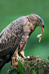 honey buzzard