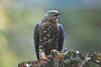 European honey buzzard