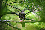 European honey buzzard