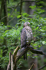 sitting Honey Buzzard