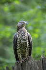 sitting Honey Buzzard