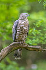 European honey buzzard