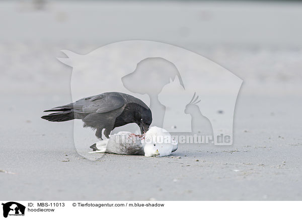 hoodiecrow / MBS-11013