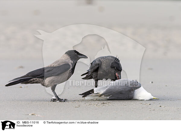 Nebelkrhe / hoodiecrow / MBS-11016