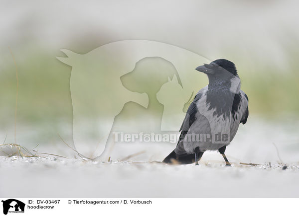 Nebelkrhe / hoodiecrow / DV-03467