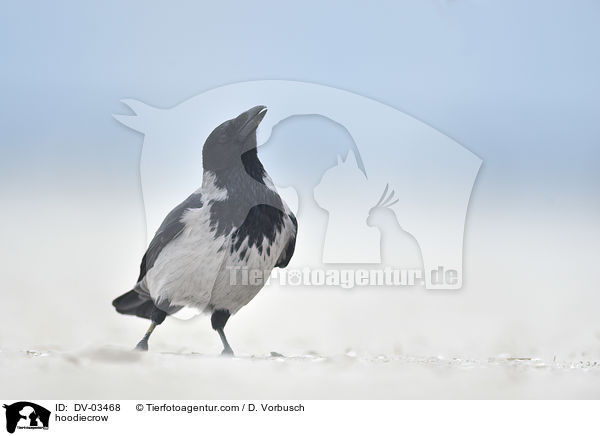Nebelkrhe / hoodiecrow / DV-03468
