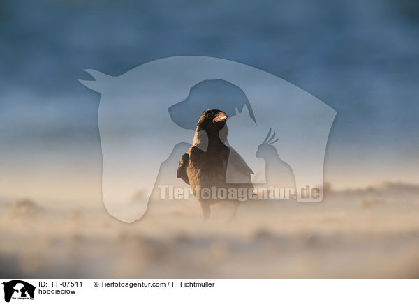 Nebelkrhe / hoodiecrow / FF-07511