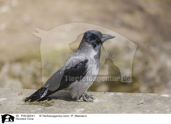 Hooded Crow / PW-08541