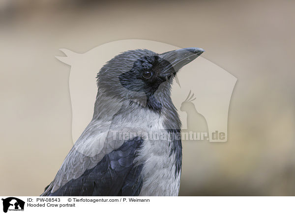 Nebelkrhe Portrait / Hooded Crow portrait / PW-08543