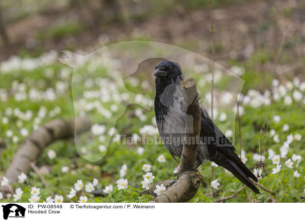 Nebelkrhe / Hooded Crow / PW-08548