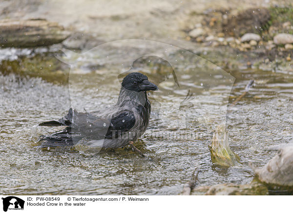 Nebelkrhe im Wasser / Hooded Crow in the water / PW-08549
