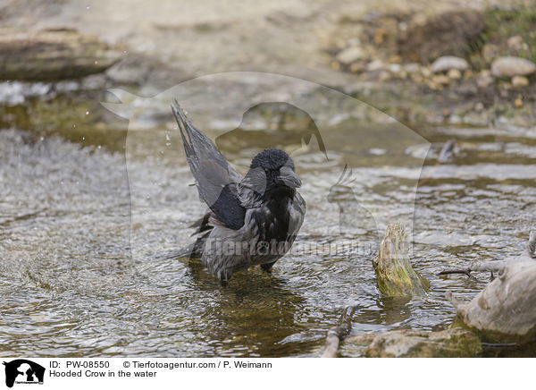 Hooded Crow in the water / PW-08550
