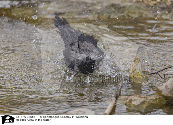 Nebelkrhe im Wasser / Hooded Crow in the water / PW-08551