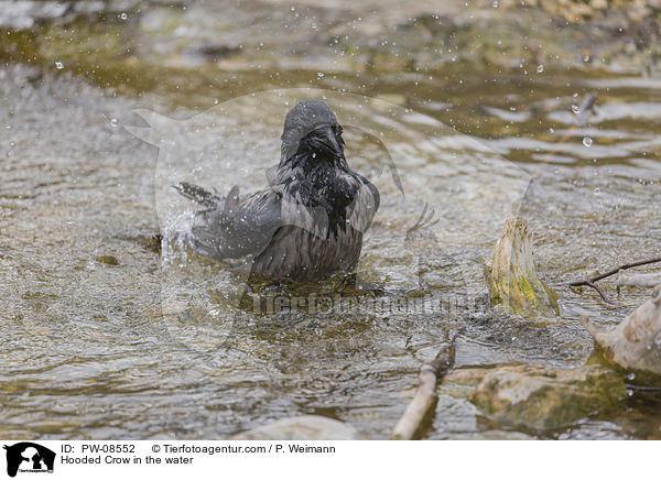 Hooded Crow in the water / PW-08552