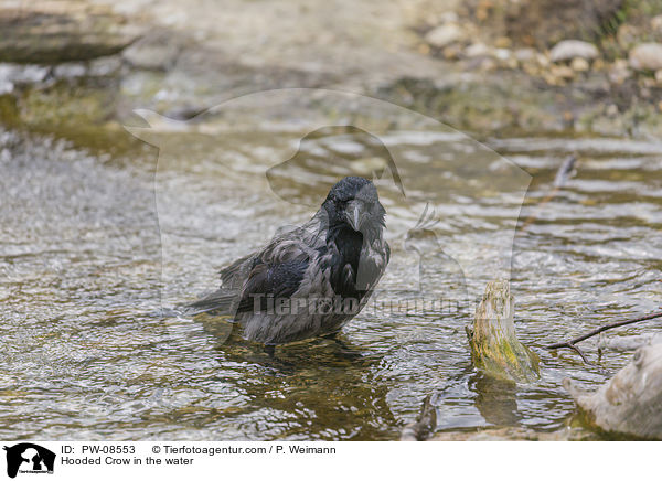 Nebelkrhe im Wasser / Hooded Crow in the water / PW-08553