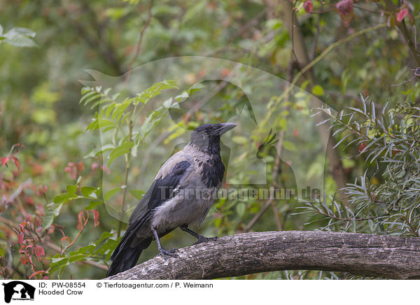 Hooded Crow / PW-08554