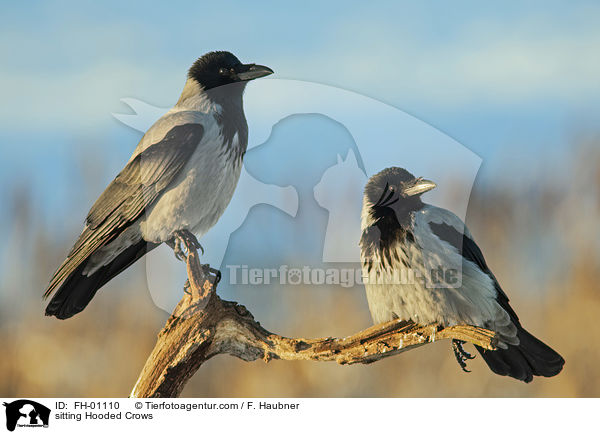 sitzende Nebelkrhen / sitting Hooded Crows / FH-01110