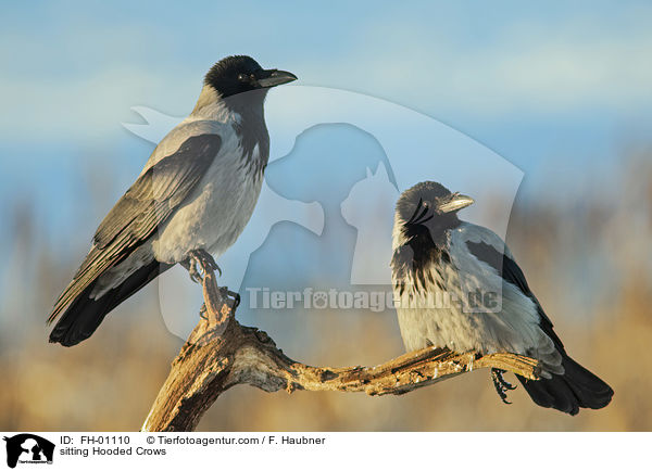 sitting Hooded Crows / FH-01110