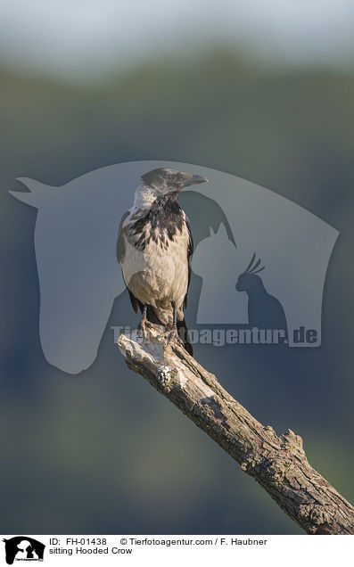 sitzende Nebelkrhe / sitting Hooded Crow / FH-01438