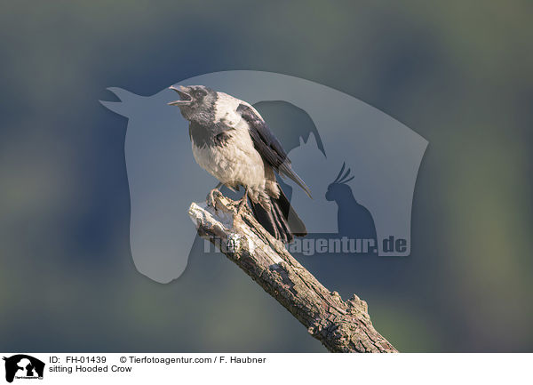 sitzende Nebelkrhe / sitting Hooded Crow / FH-01439