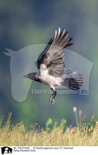fliegende Nebelkrhe / flying Hooded Crow / FH-01440