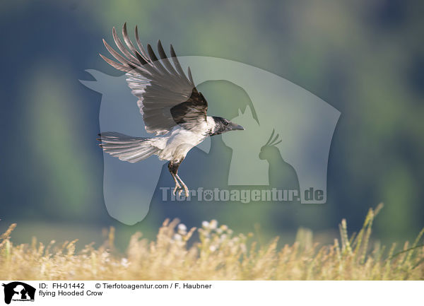 fliegende Nebelkrhe / flying Hooded Crow / FH-01442