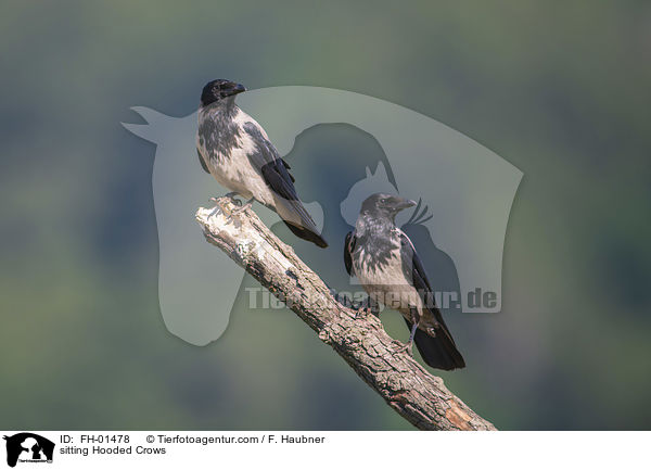 sitting Hooded Crows / FH-01478